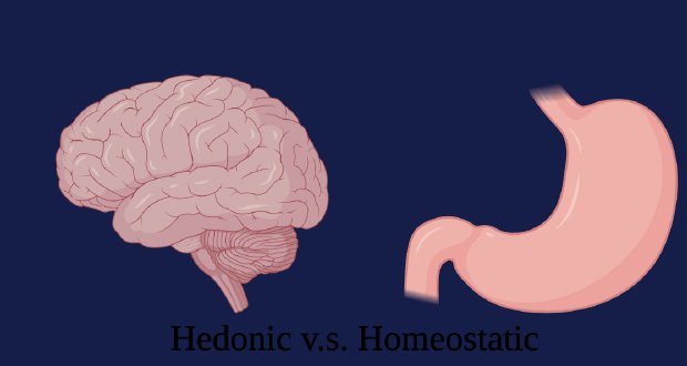 Hedonic vs. homeostatic eating. Illustration by MJ Soares