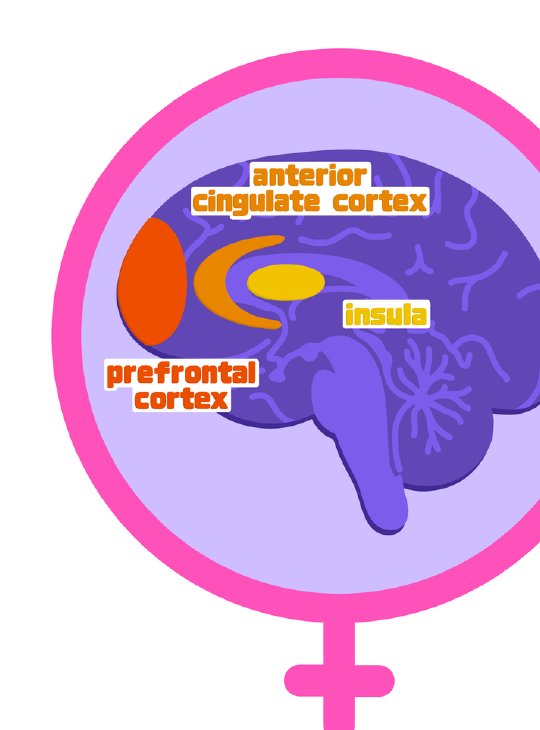 The insula, anterior cingulate cortex, and prefrontal cortex. Illustration by Abby Betts