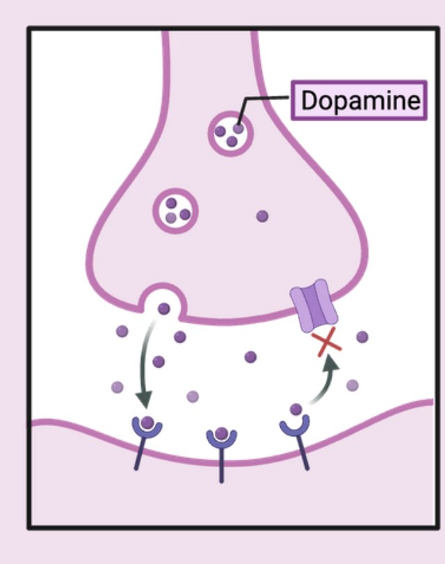 Dopamine at the synapse. Illustration by MJ Soares
